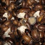 Argentinische Waldschabe im Zuchtbehälter