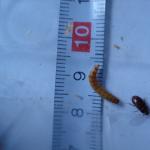 Buffalo-Larve und Käfer
Größenvergleich