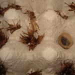 Heimchen groß
Größenvergleich