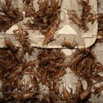 Heimchen groß
Haltung vor dem Versand