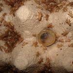 Heimchen klein
Größenvergleich