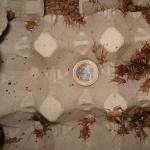 Heimchen mittel
Größenvergleich