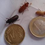 Mehlk&auml;fer in verschiedenen Aush&auml;rtungphasen des Chitinpanzers.
Vollausgeh&auml;rtet ist der Mehlk&auml;fer schwarz.