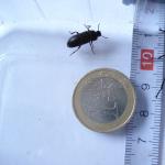 Mehlkäfer
Größenvergleich