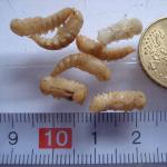 Puppen des Mehlk&auml;fers