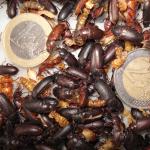 Neue Generation Mehlkäfer Größenvergleich