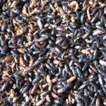 Neue Generation Mehlkäfer