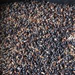 Viele Mehlkäfer
Neuer Zuchtansatz