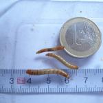 Größenvergleich Mehlwürmer
klein/mittel/groß