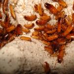 Schokoschaben mittel