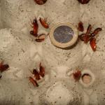 Schokoschaben mittel
Gr&ouml;&szlig;envergleich