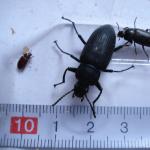 K&auml;fer der Larven des Zophobas (der Gro&szlig;e), Mehlwurms und des Buffalos (der Kleine)