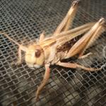 Wanderheuschrecke groß