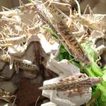 Wüstenheuschrecken groß
Aufbewahrung vor dem Verkauf