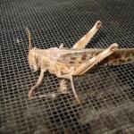 W&uuml;stenheuschrecke gro&szlig;