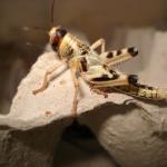 Larve der W&uuml;stenheuschrecke
mittlere Gr&ouml;&szlig;e