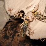 W&uuml;stenheuschrecken mittel