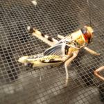 W&uuml;stenheuschrecke mittel