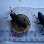 Zophobas-Käfer
Größenvergleich