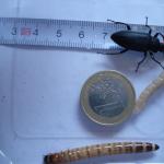 Größenvergleich zwischen dem Käfer und der Larve des Zophobas morio
